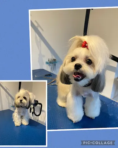 DoGroom Piekarz Magdalena